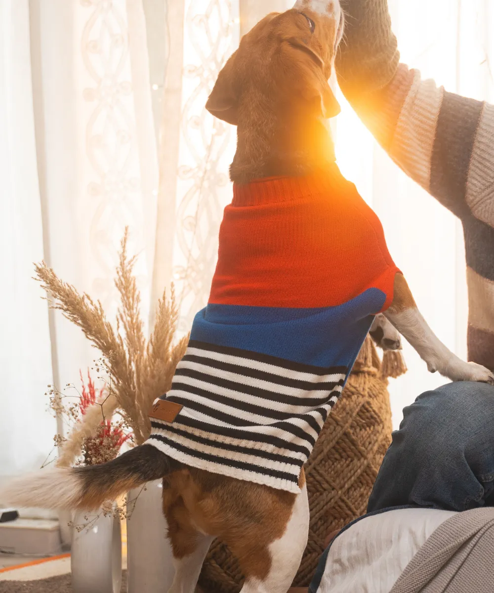 Pack of 3 Dog sweaters Snowy